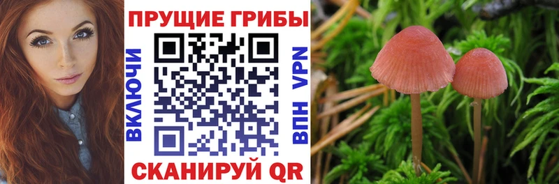 даркнет сайт  Пущино  Галлюциногенные грибы MAGIC MUSHROOMS 